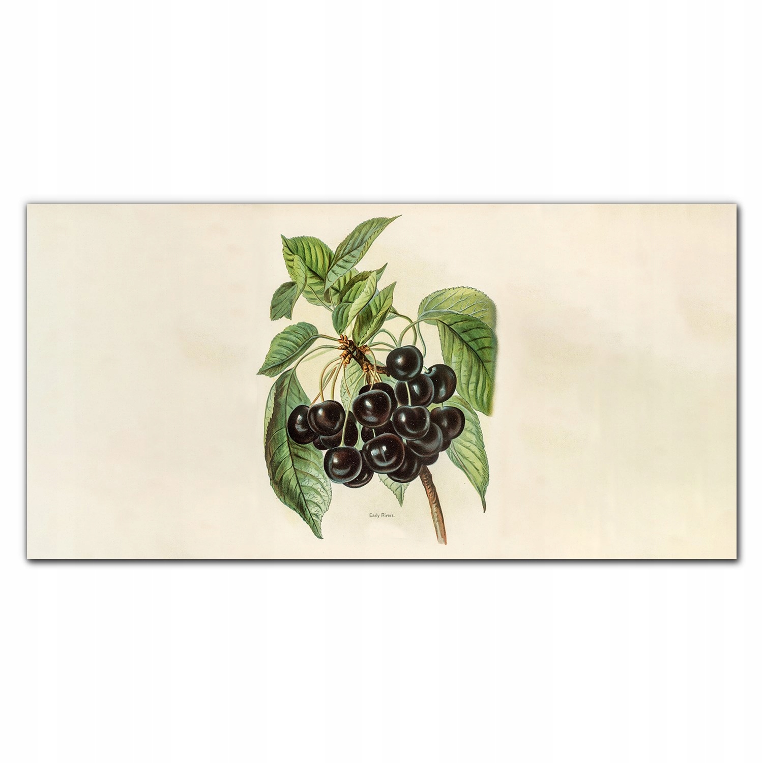 Obraz na plátne Hrozno listy vetva 140x70 cm