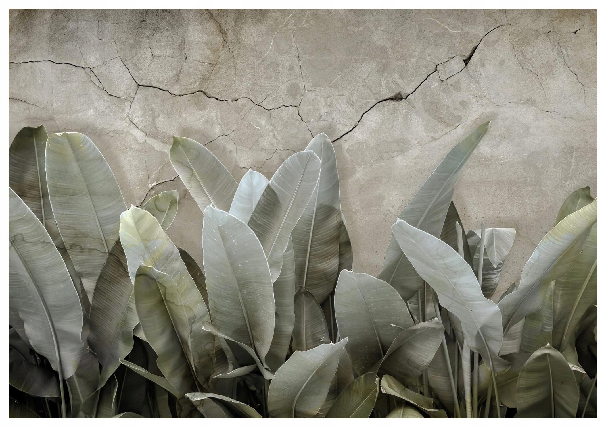 Vliesová fototapeta Banánové listy tropický klid 254x184 lepidlo