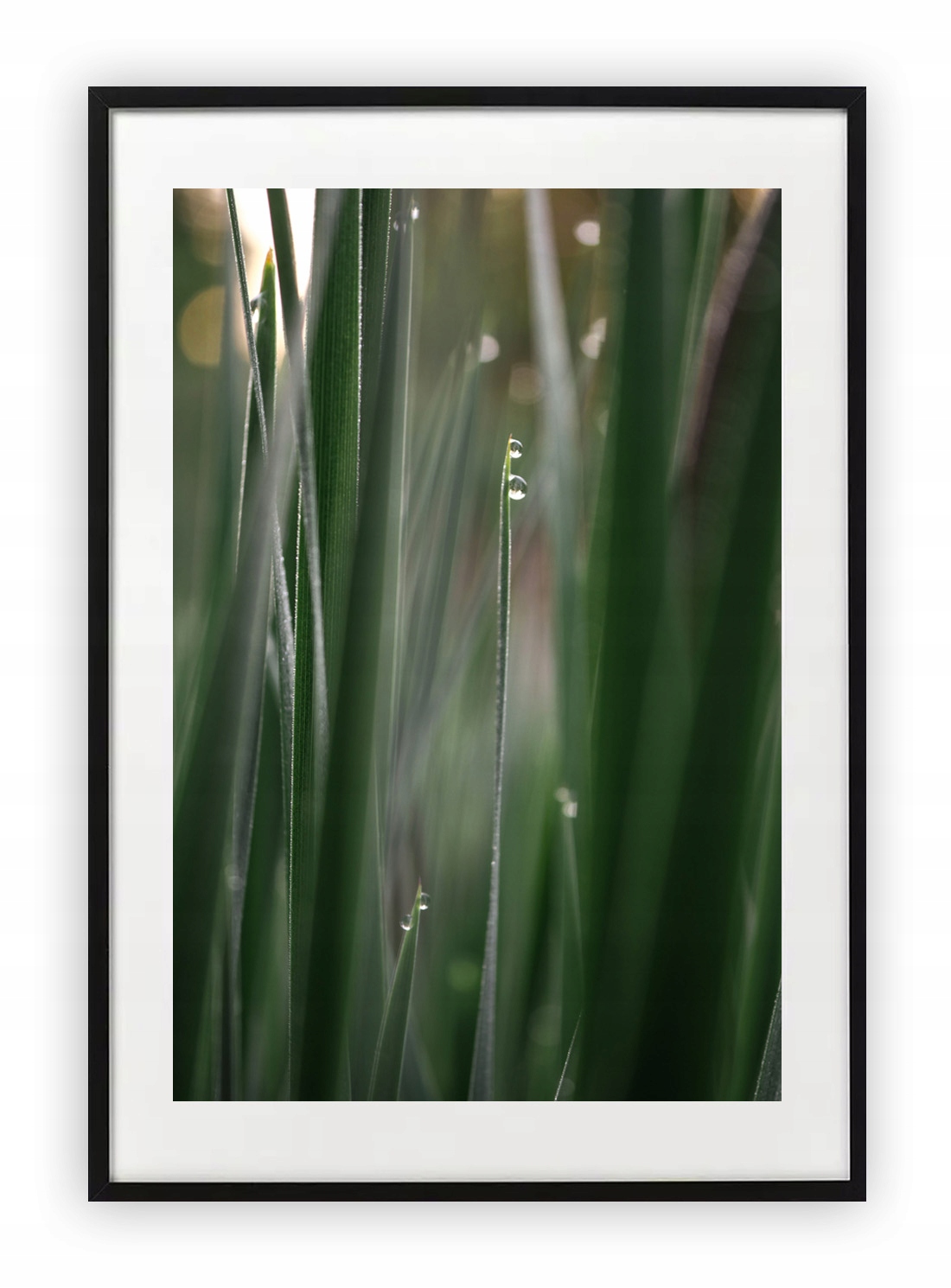 

Plakat 40x50 cm Trawa rosa