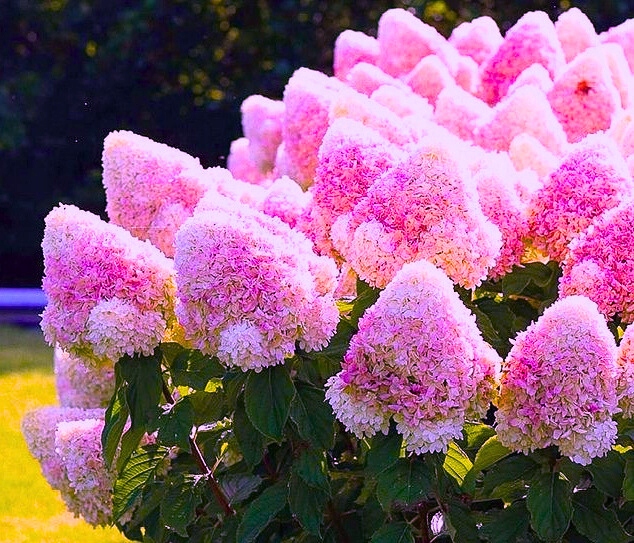 Букетная гортензия VANILLE FRAISE 2-летняя Самая красивая розовая