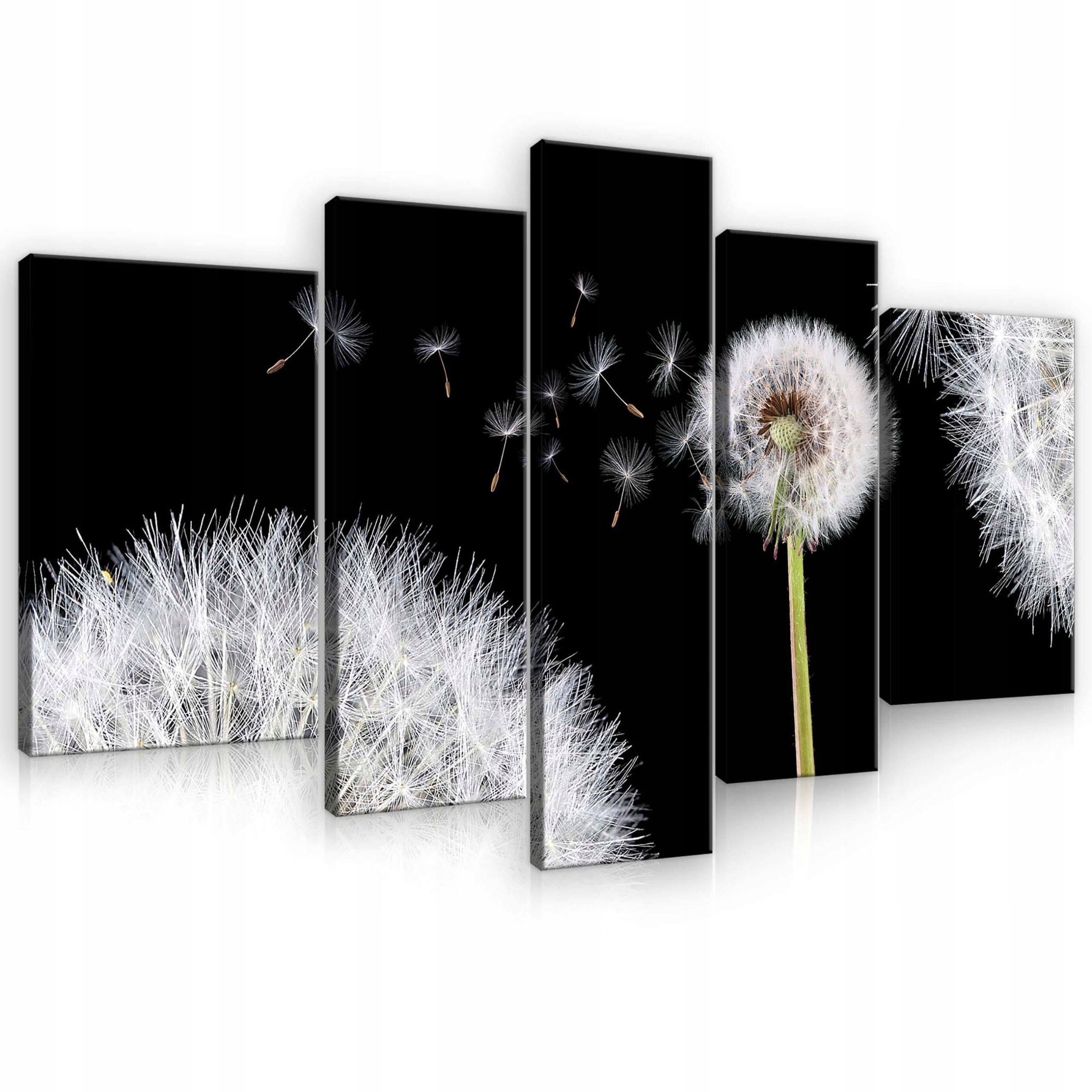 Obraz na plátně 170x100 Květiny Pampeliška na černém pozadí