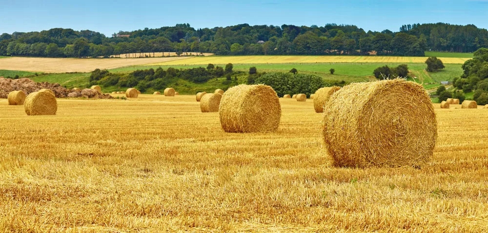 SŁOMA ŚCIÓŁKA DLA KUR DO KURNIKA GRANULAT 5 KG Marka inna