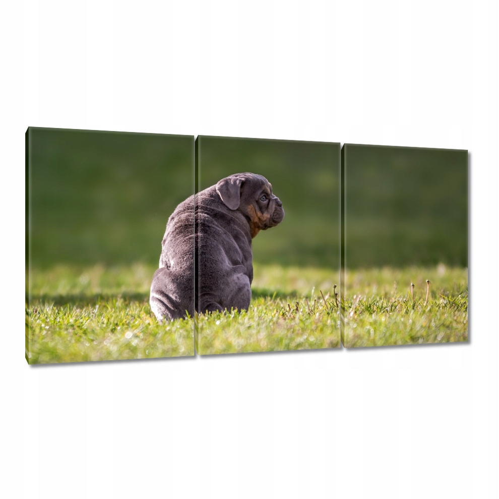 

Obrazy 120x60 Pies Piesek Psiaki