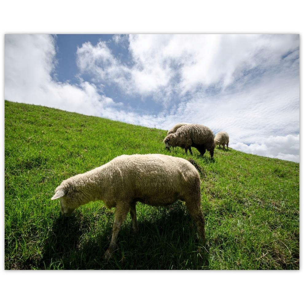 

Plakat 50x40 Owce na wypasie