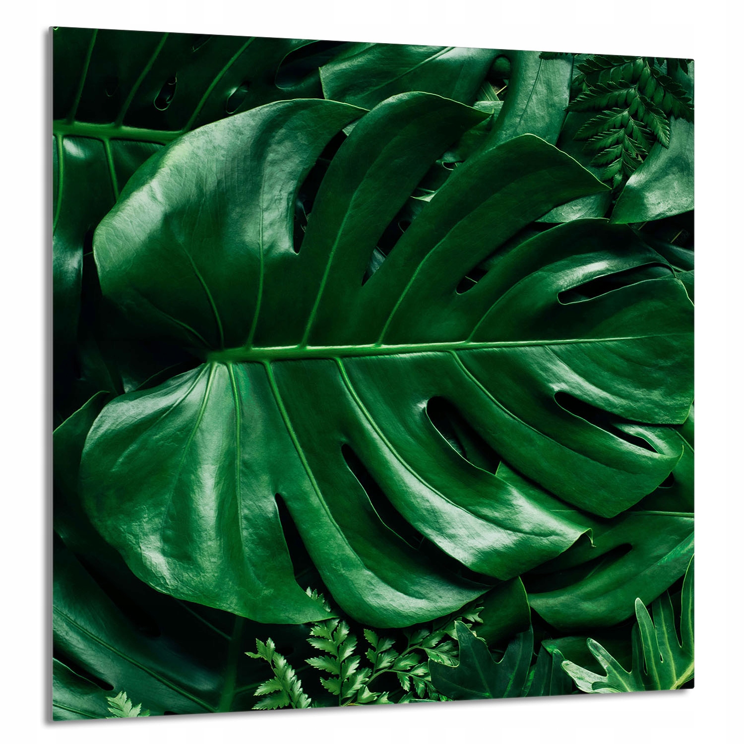 Skleněný Panel Do Kuchyně 60x65 Monstera Tvrzené Sklo