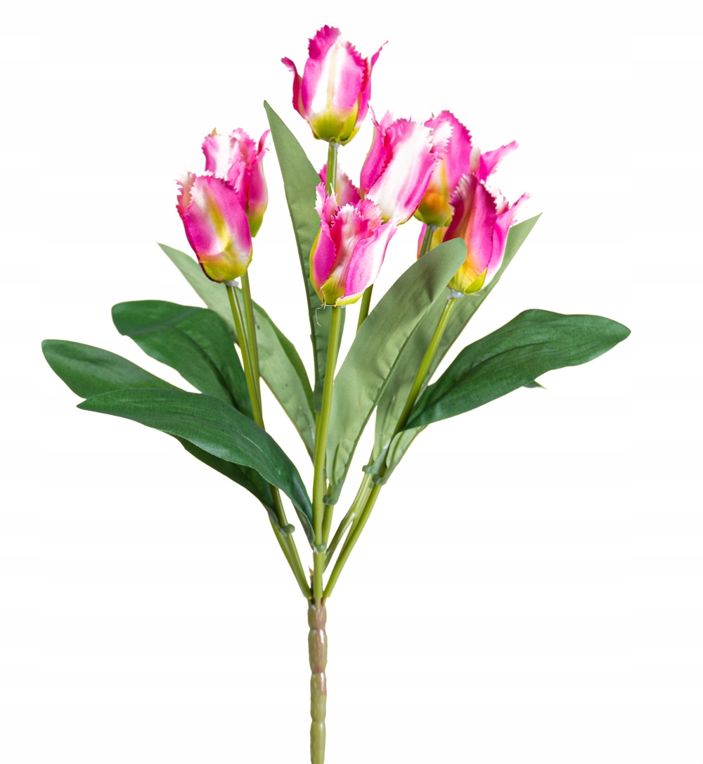 

Tulipany Fuksja Bukiet Kwiatów Tulipan