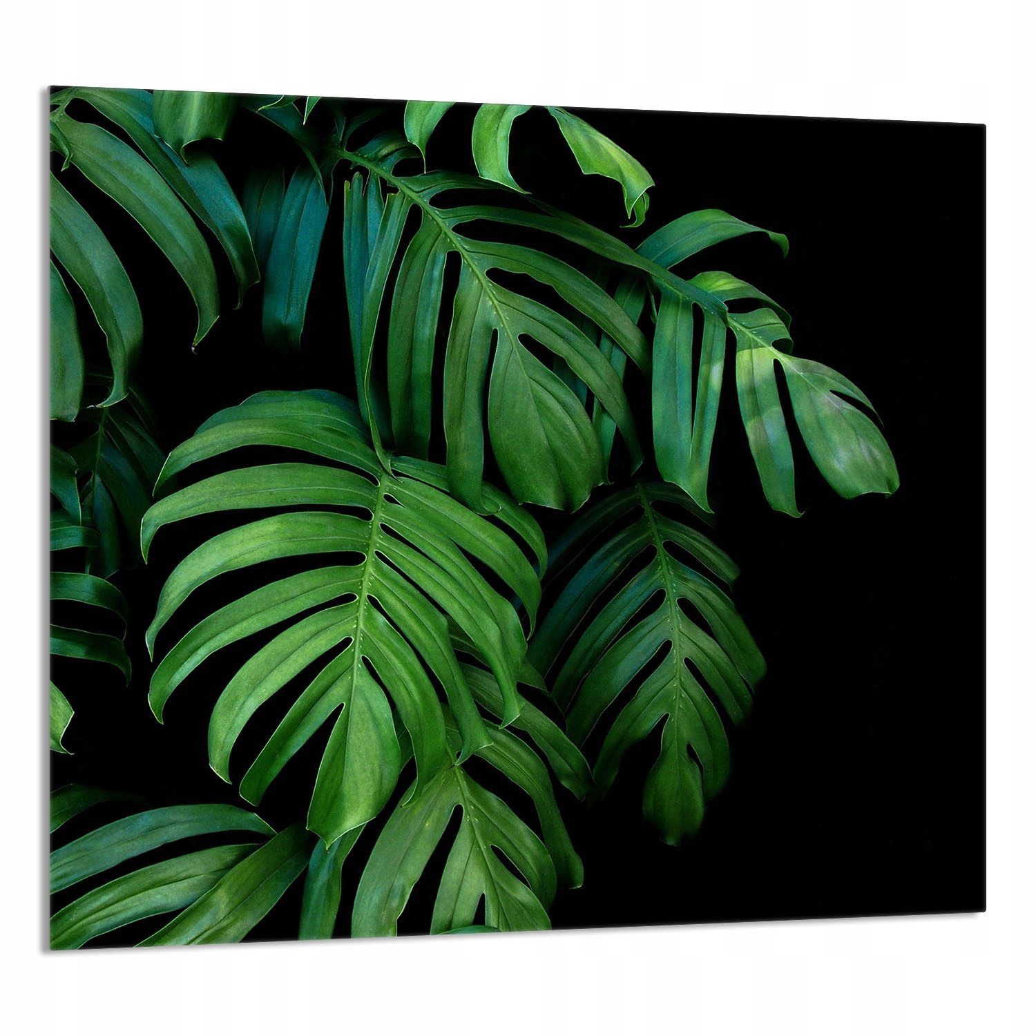 Skleněný Panel Do Kuchyně 65x60 Monstera Tvrzené Sklo