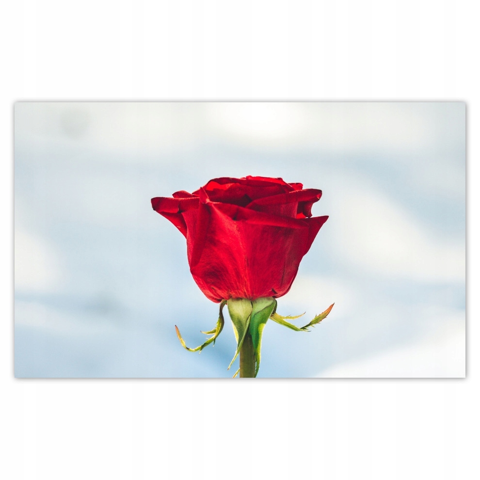 

Fototapety flizelina 416x254 Czerwona róża