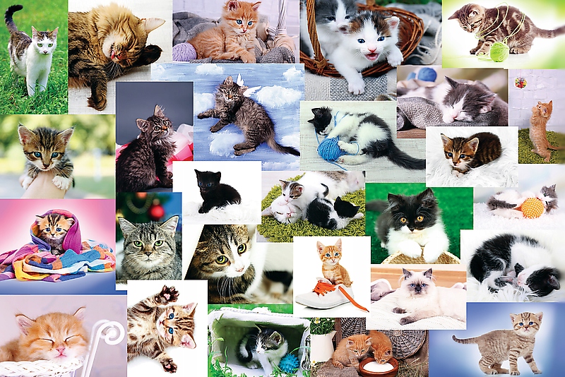 Puzzle 60el. Koci świat Kod producenta 5900511173321