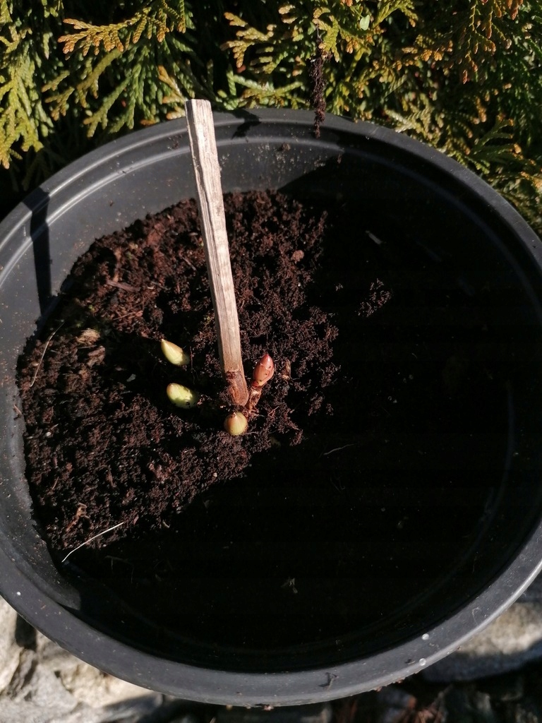 Paeonia lactiflora „Kansas” - piwonia chińska 2/3l Roślina w postaci sadzonka w pojemniku 2-3l