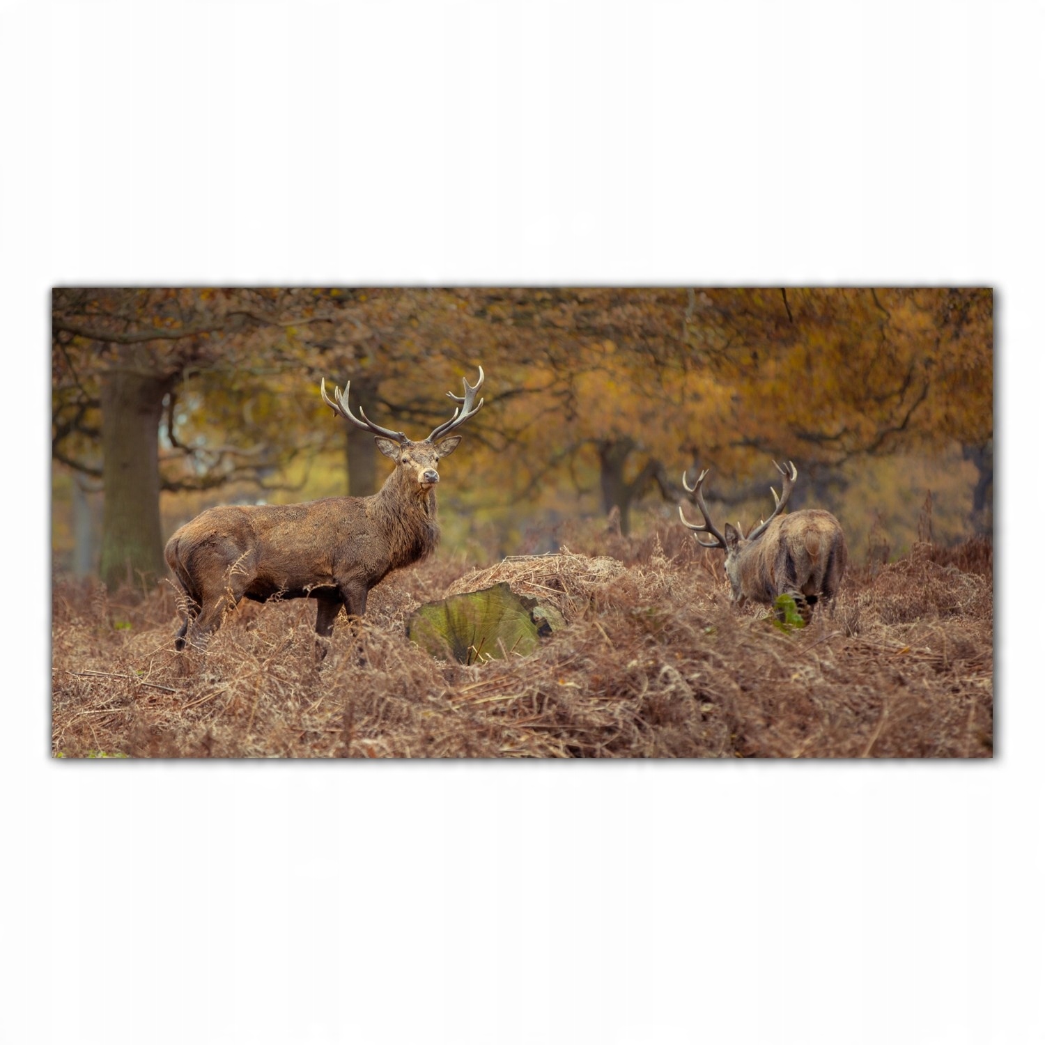 

Obraz Szklany Foto-obraz Jeleń Jesień Las 140x70