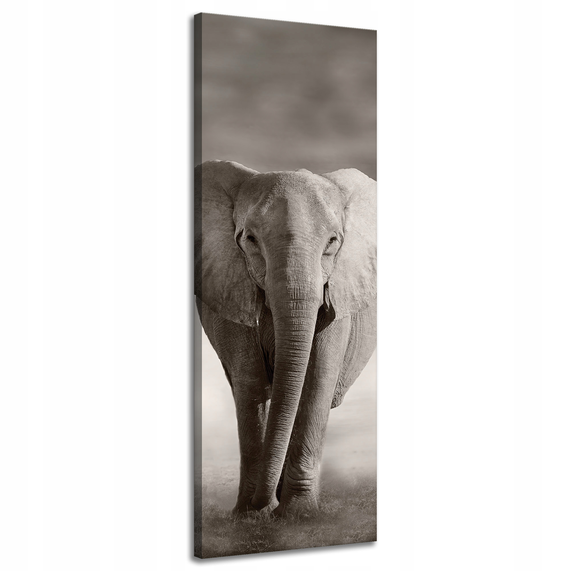 Obraz na plátně Černobílý slon pózující v Africe 40x120 cm
