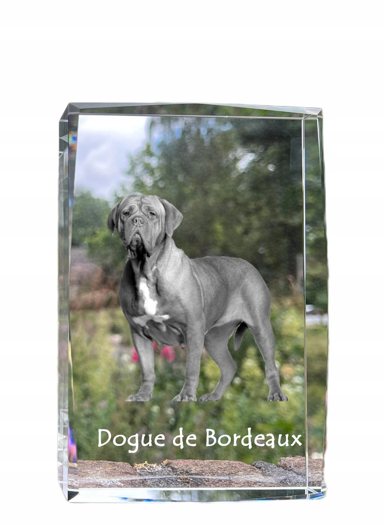Dog z Bordeaux fotografia psa v kryštáli, suvenír, trofej, poďakovanie