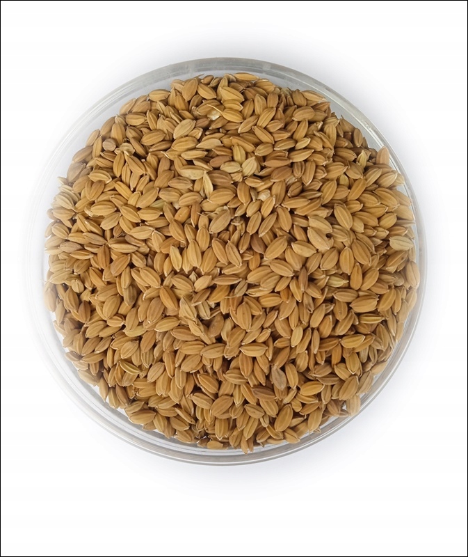 rýže paddy 25 kg