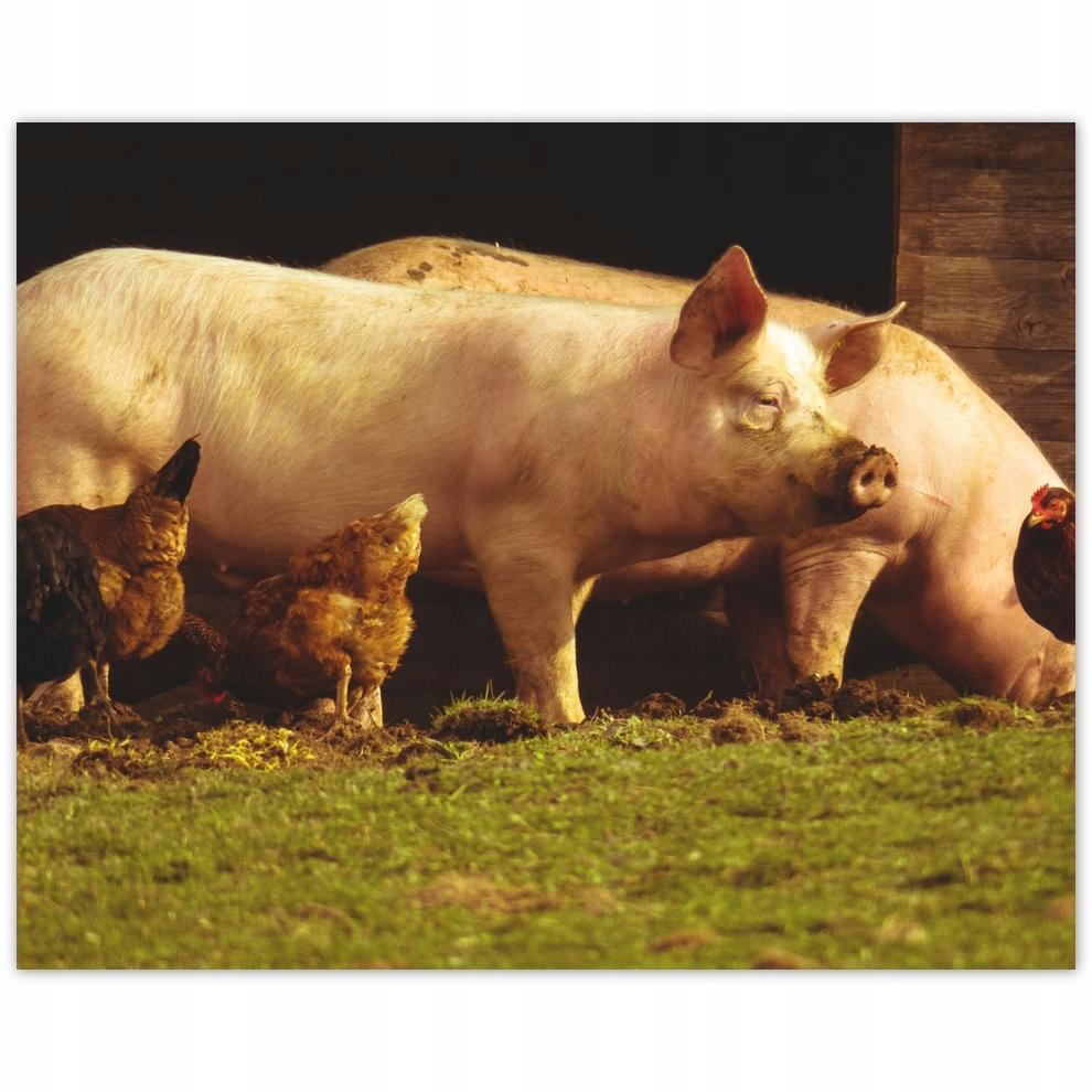 

Plakat 50x40 Zwierzęta Zwierzątka