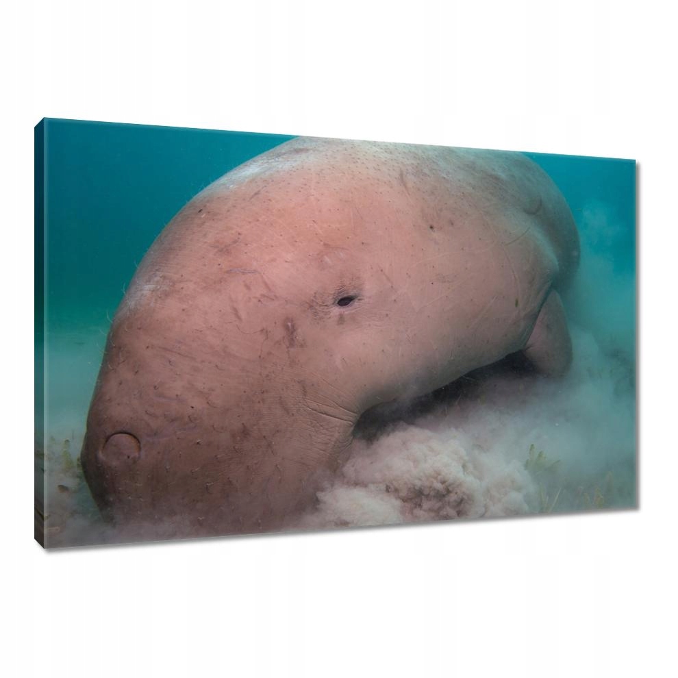 

Obrazy 90x60 Zwierzęta Zwierzątka