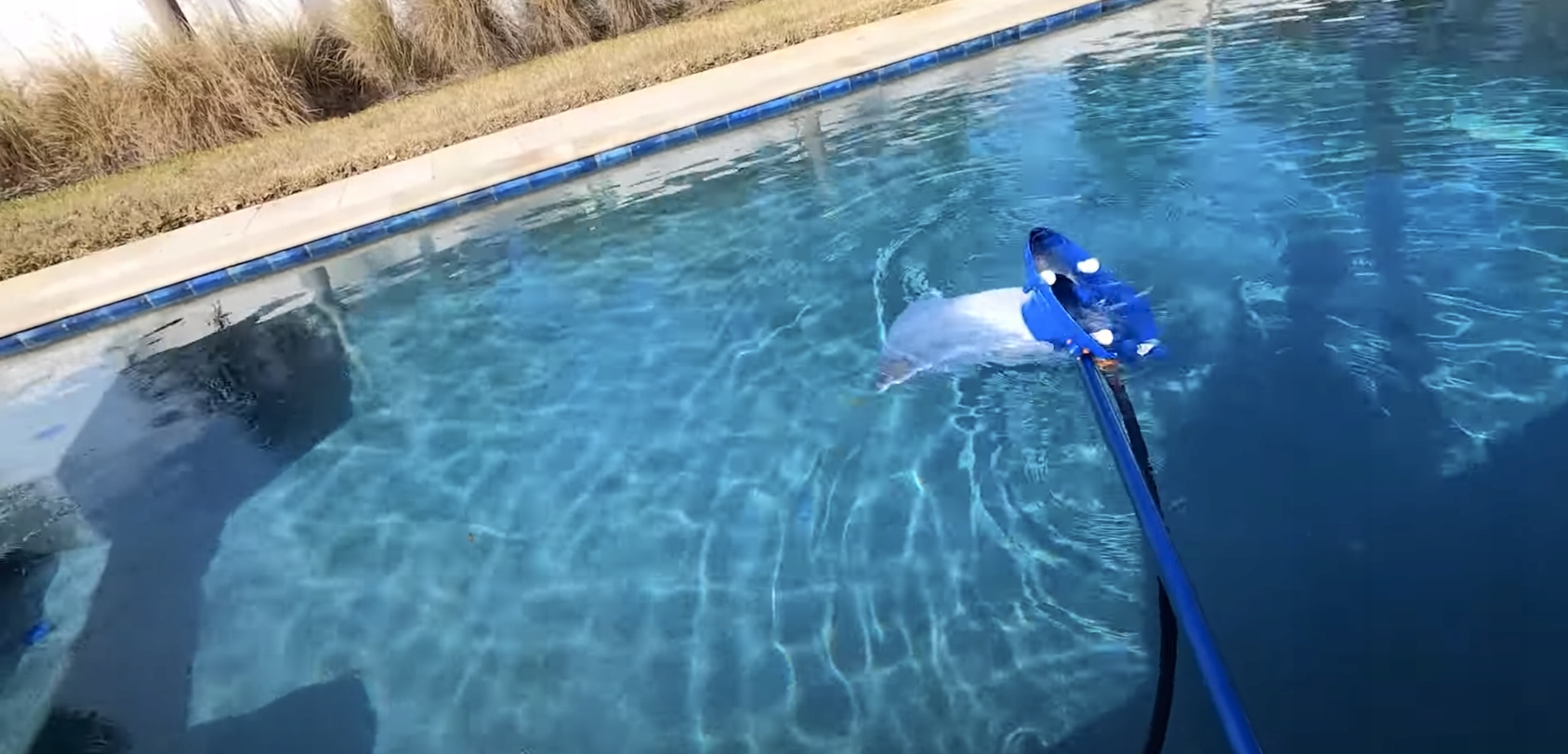 Duży Odkurzacz Basenu Fontanny Oczka Wodnego 1110 Kod producenta P1110BU