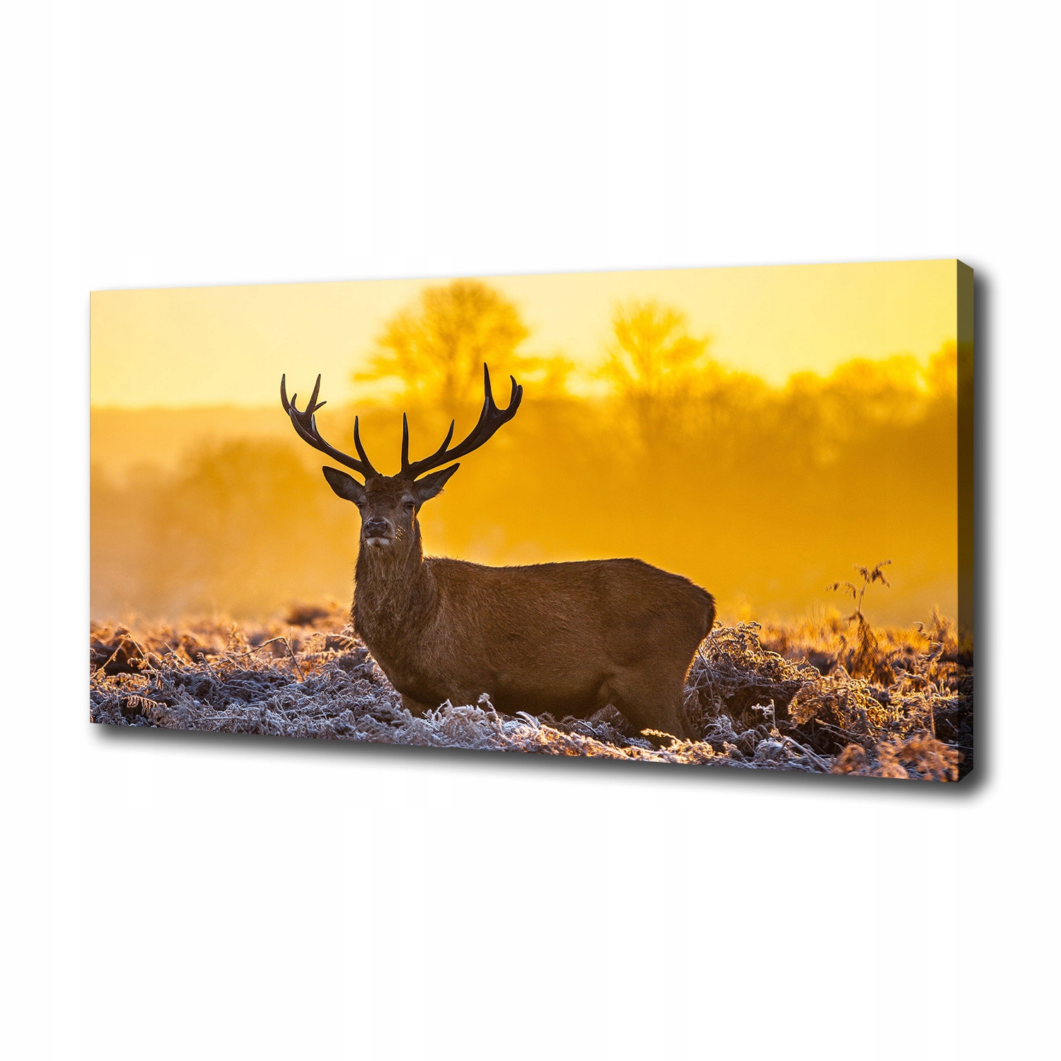 

Foto obraz na płótnie Jeleń wschód słońca 100x50cm