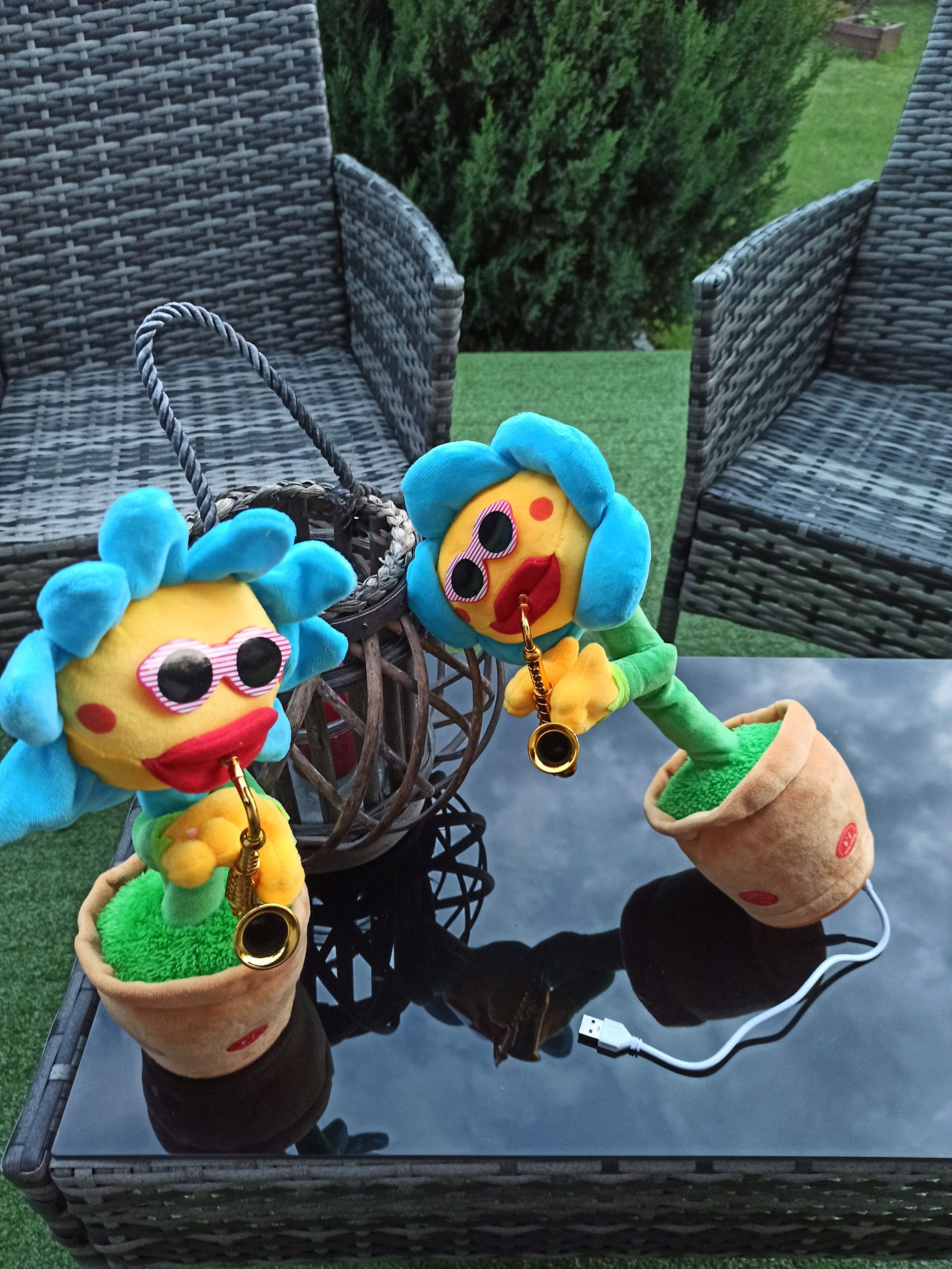 ŚPIEWAJĄCY TAŃCZĄCY KWIATEK SŁONECZNIK JAK KAKTUS Rodzaj kaktusy