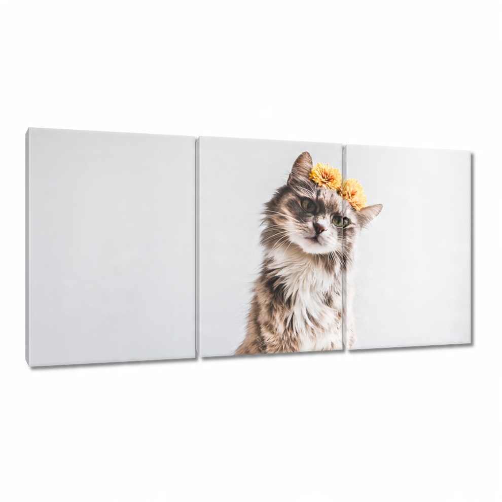 

Obrazy 120x60 Kot Kotki Koty Kicia