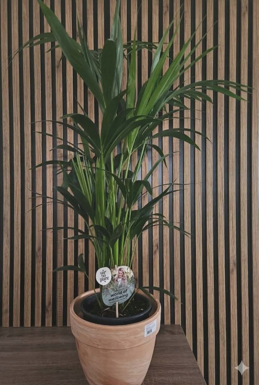 Palma Kentia Howea Forsteriana 110cm