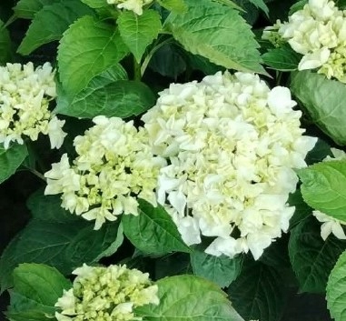 Hortensja ogrodowa Caipirinha Hydrangea macrophylla SADZONKA 2L