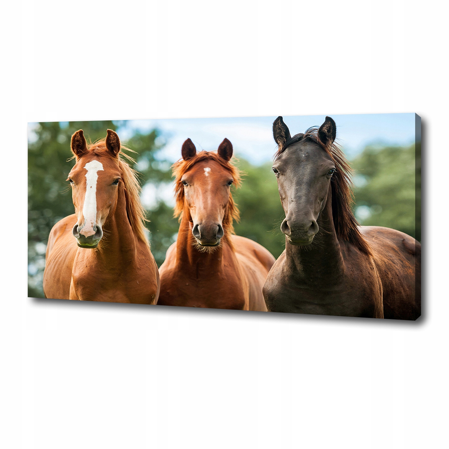 

Foto obraz canvas na ścianę Trzy konie 125x50 cm
