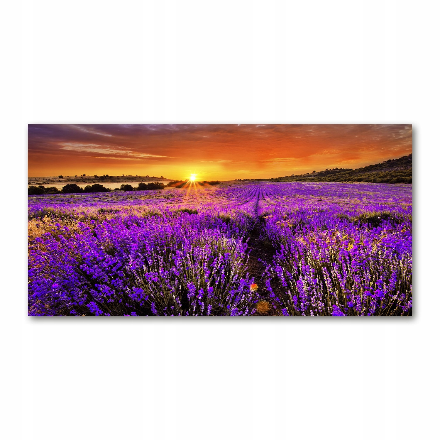 

Foto obraz akryl zdjęcie Pole lawendy 120X60 cm