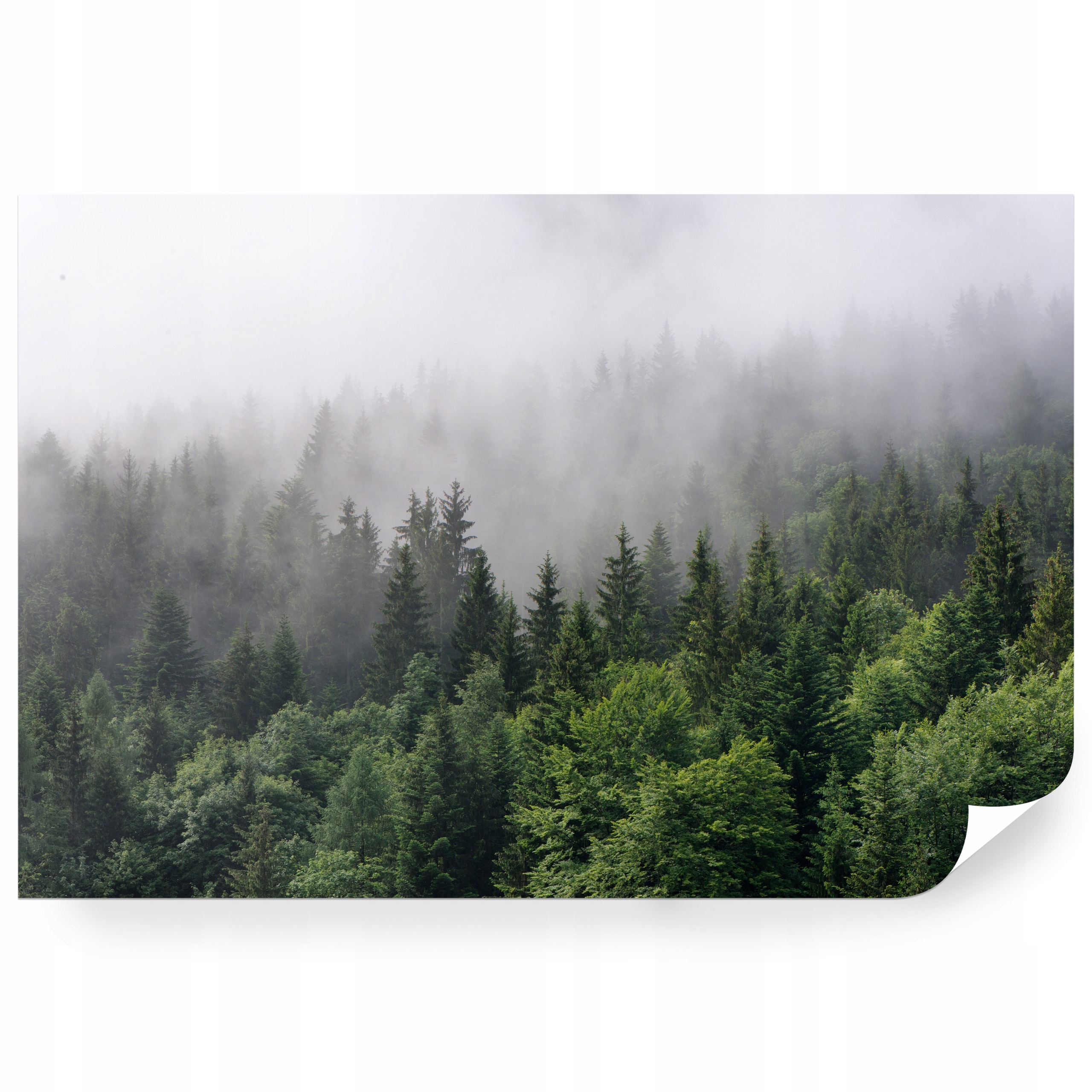 Fototapeta samolepicí Mlha Nad Věčně Zeleným Lesem 416 x 290 cm