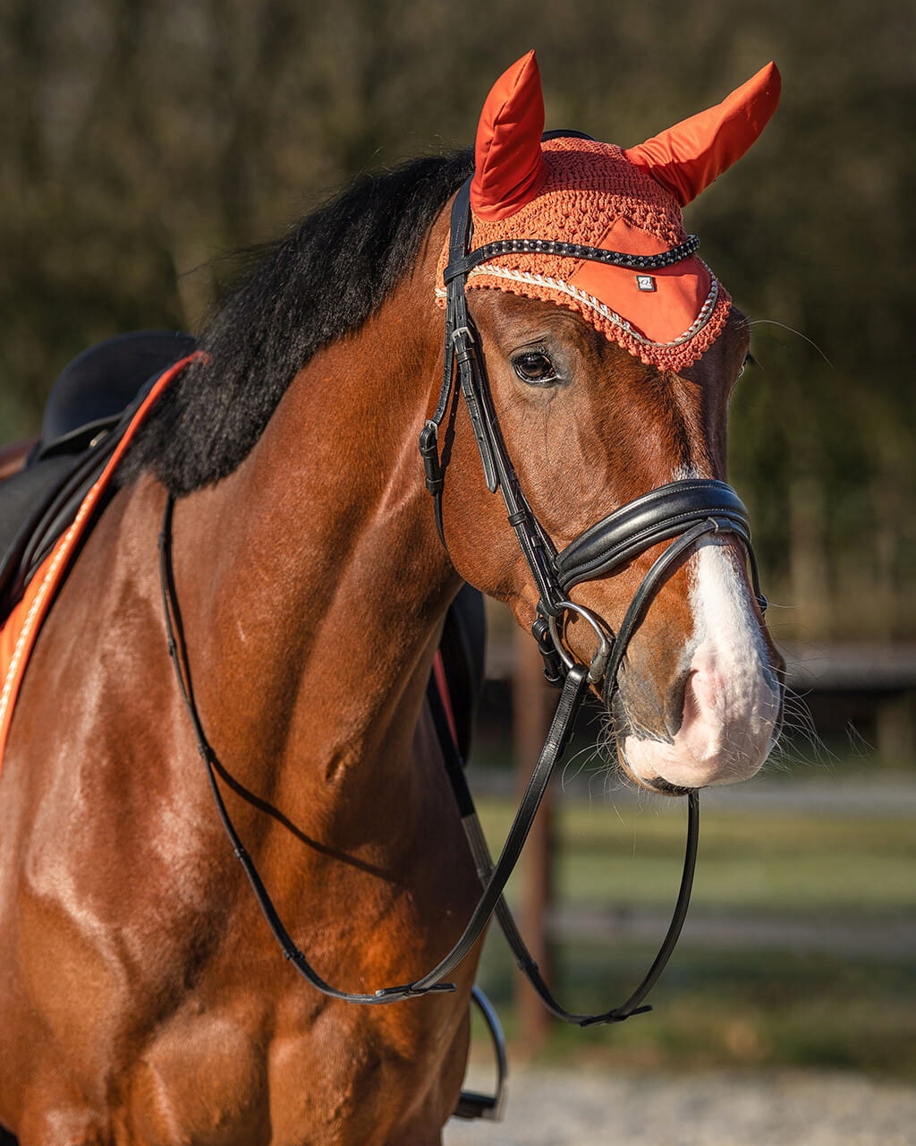 QHP naczółek MENTON amber [R: Cob]