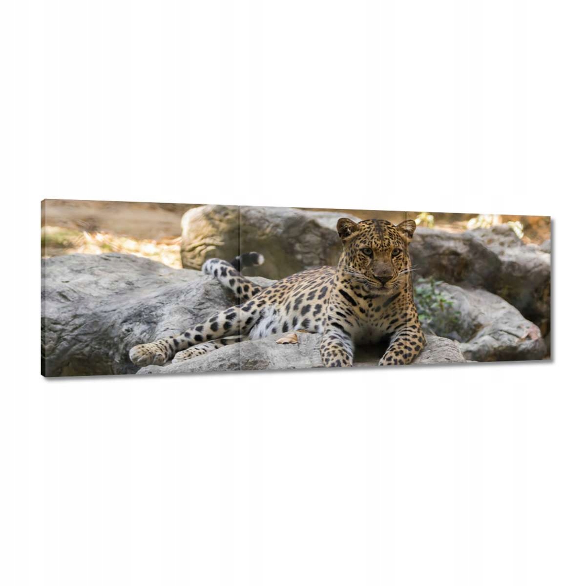 Obrazy 120x40 Leopard