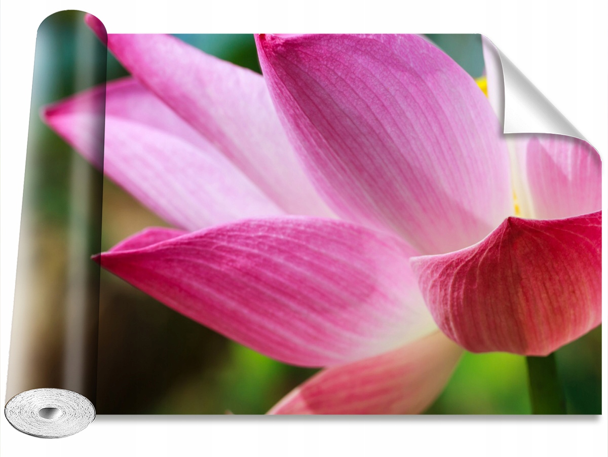 

Tapeta Okleina MagicStick Lotos Różowy 416x254