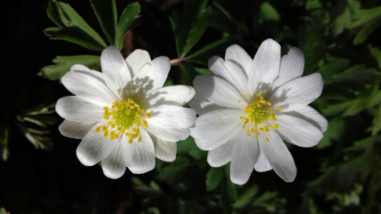 Zawilec gajowy 'Hilda' kłącze