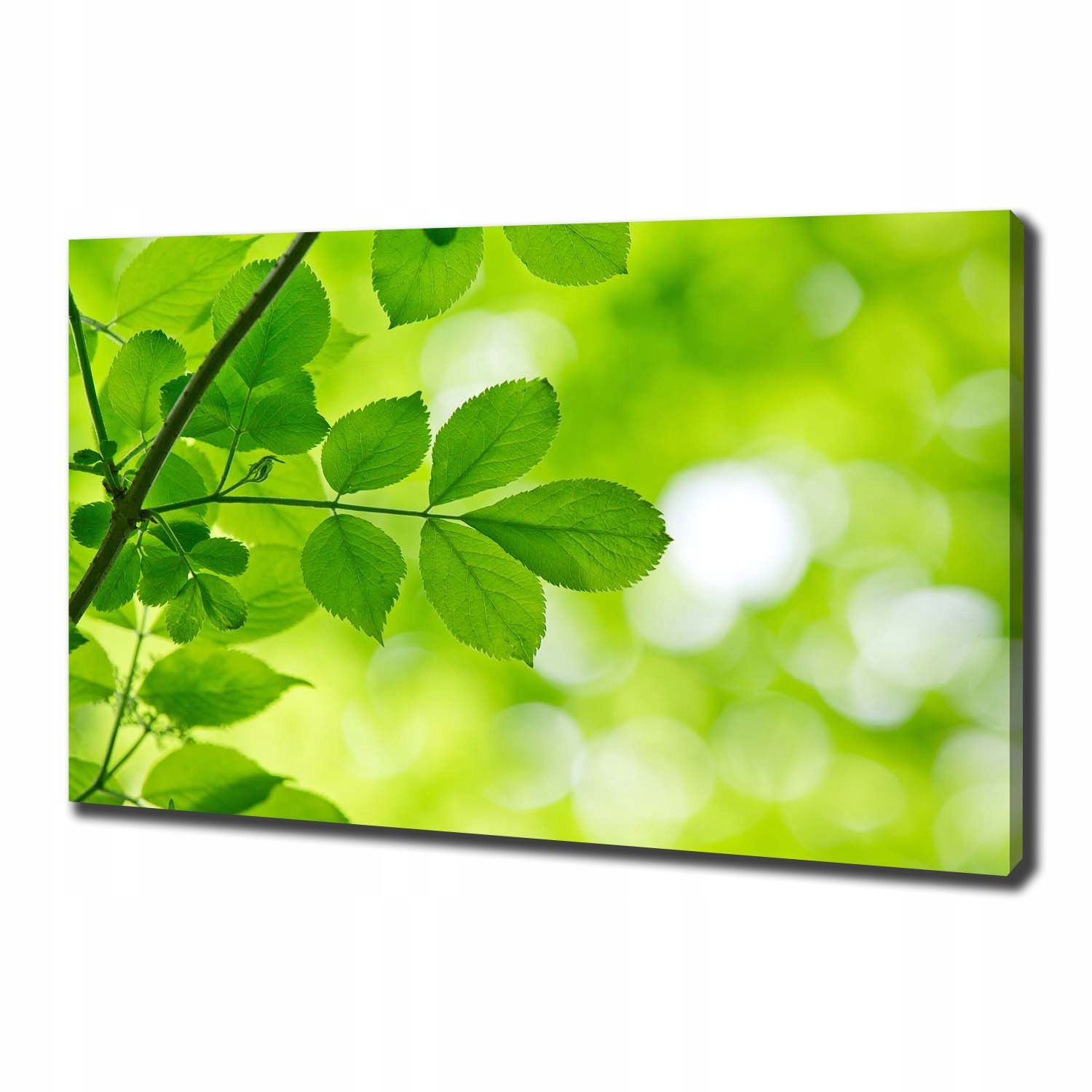 

Foto obraz na płótnie Zielone liście 100x70 cm