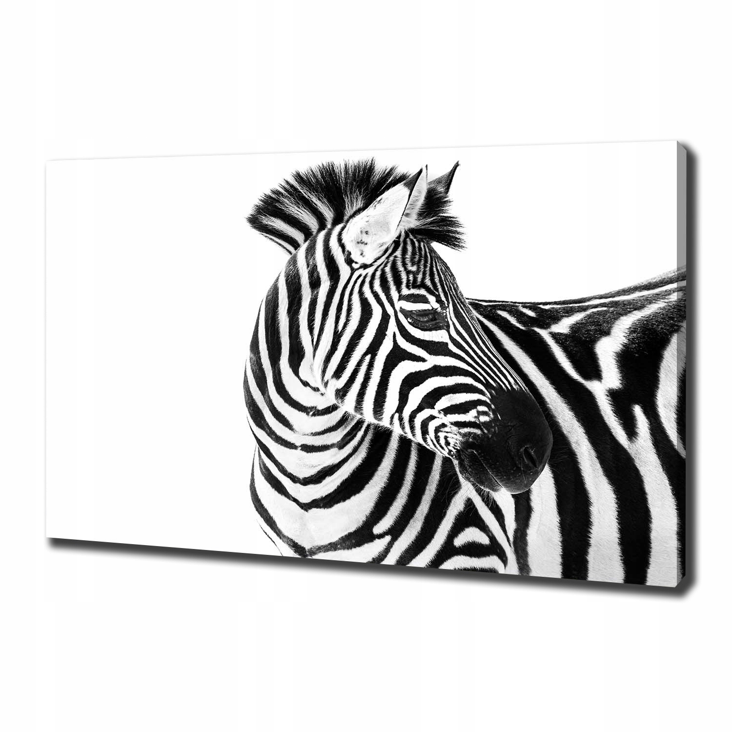 

Foto obraz na płótnie Zebra w śniegu 100x70 cm