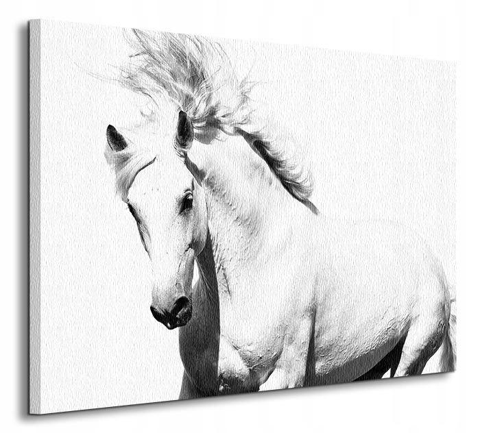 

Horse Biały Arabski Koń Obraz na płótnie 80x60 cm