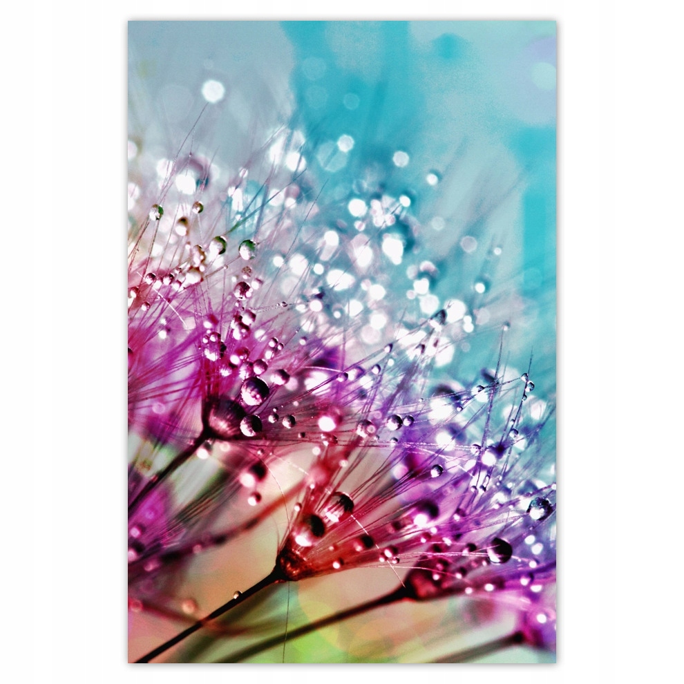 

Plakaty 62x93 Krople rosy Dmuchawiec