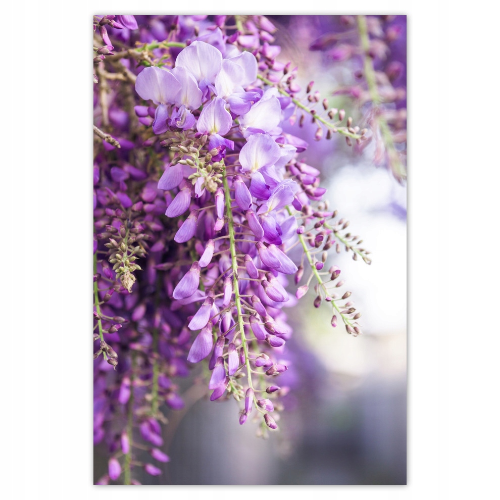 

Plakaty 62x93 Fioletowe kwiatki Kwiaty