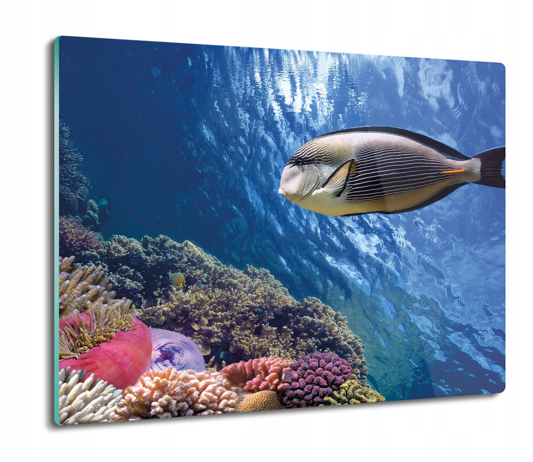 

Rafa ocean ryba 60x52 deska na prezent ze szkła