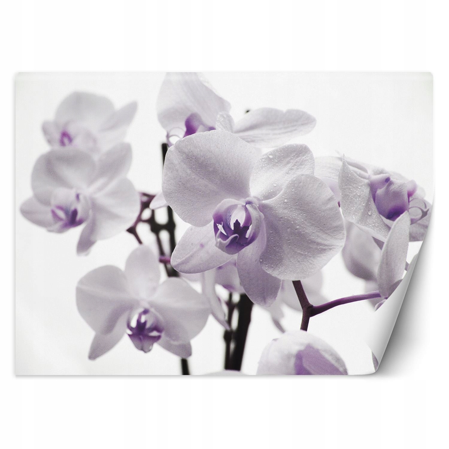 Fototapeta, Kvetoucí orchidej 250x175