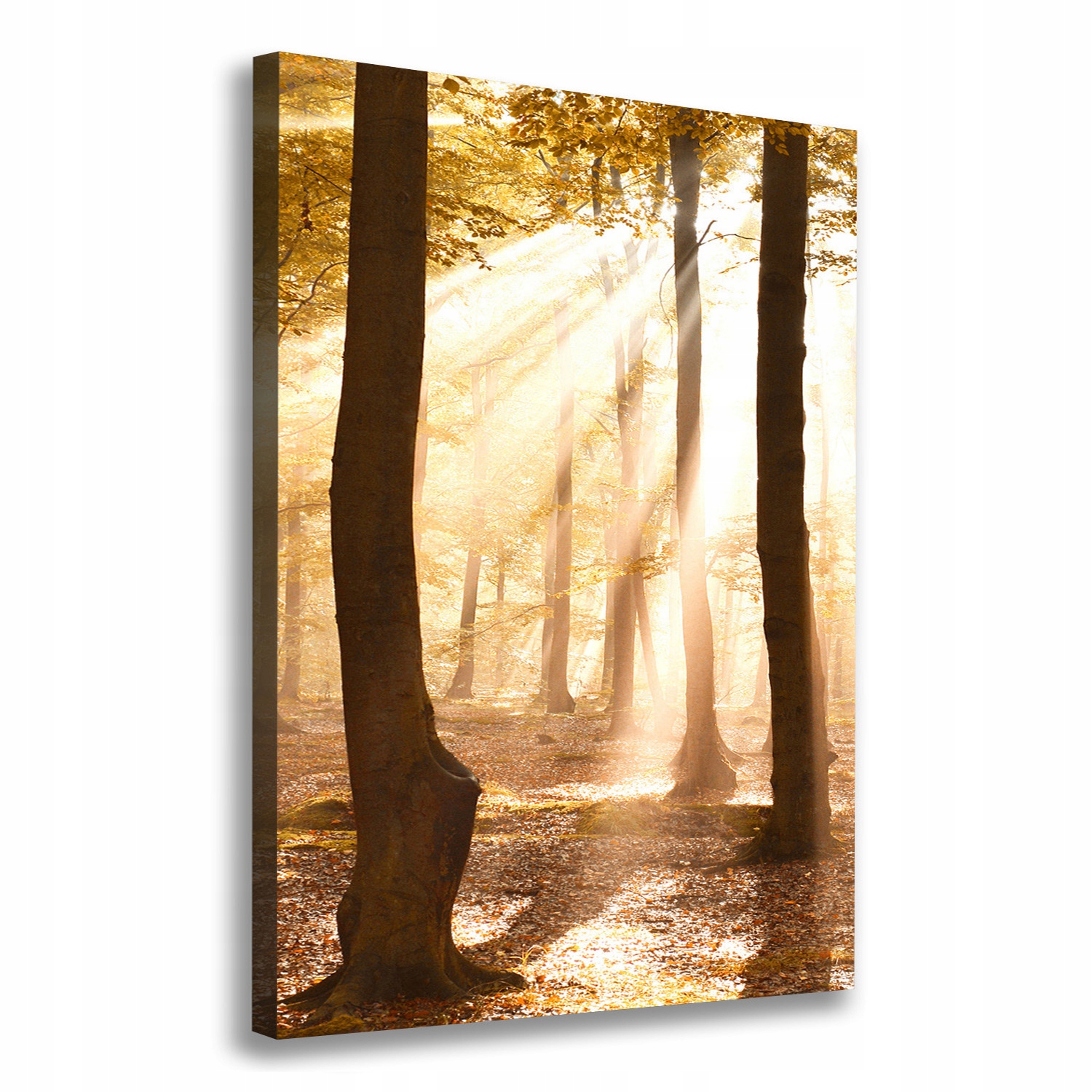 

Foto obraz canvas do salonu Las jesienią 70x100