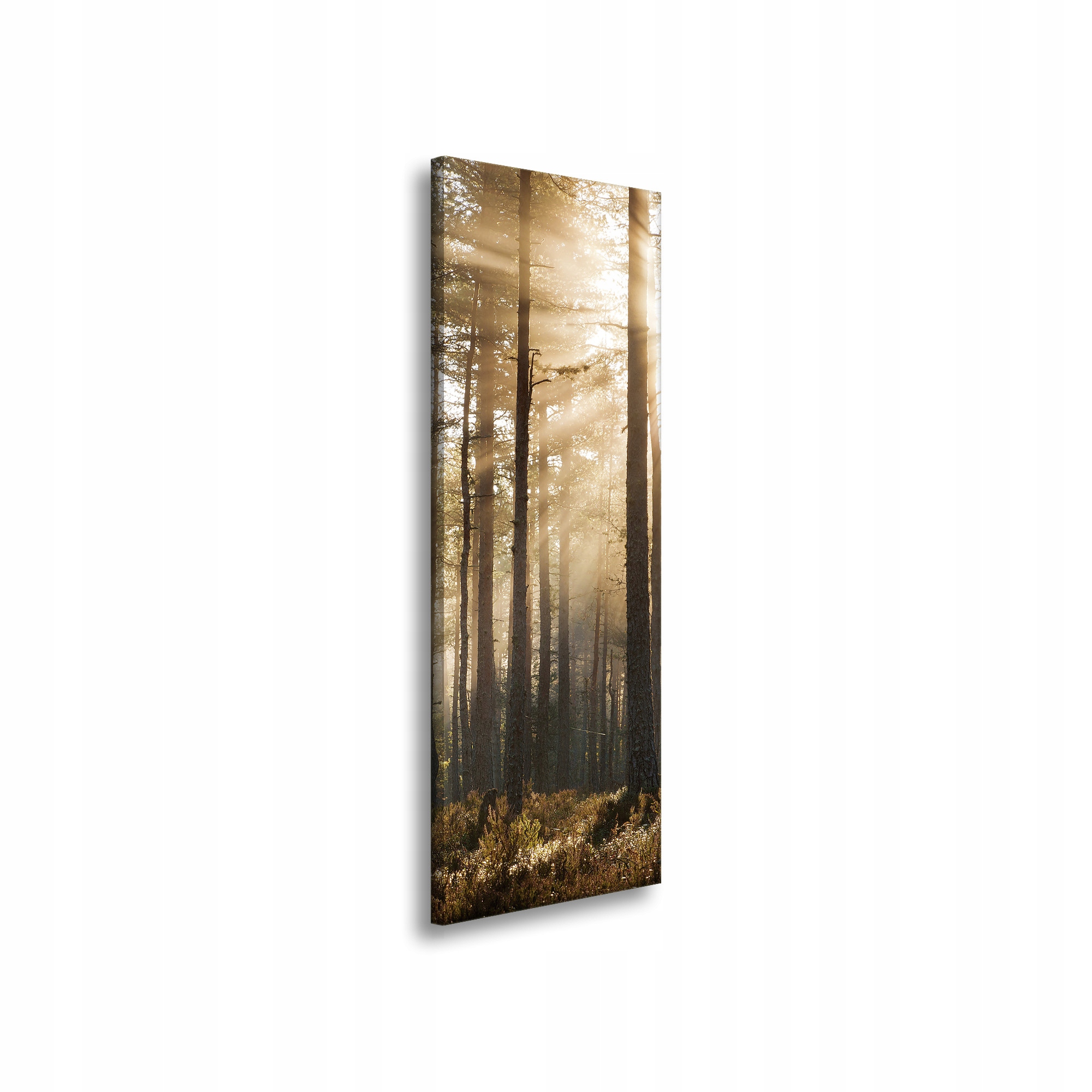 Obraz na plátně Slunce v lese Studené barvy Tráva 40x120 cm