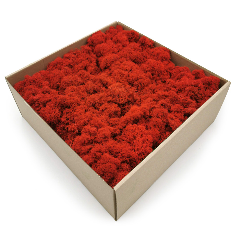 Mech chrobotek Fiński 500g NETTO Czerwony