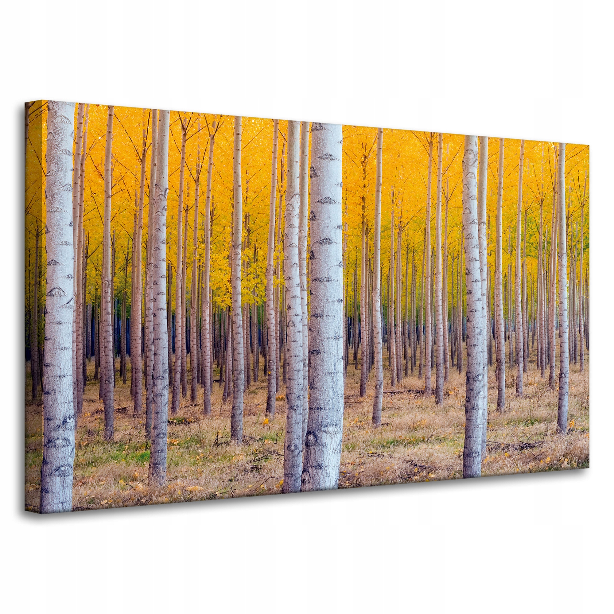 Obraz na plátně Břízy na podzim Žluté listy 100x60 cm Ideální jako dárek