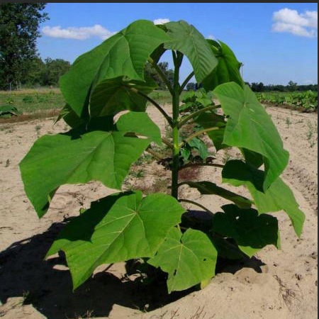 PAULOWNIA OXYGEN TREE NAJBRŽE RASTOĆE SJEDNICE SJEMNICE