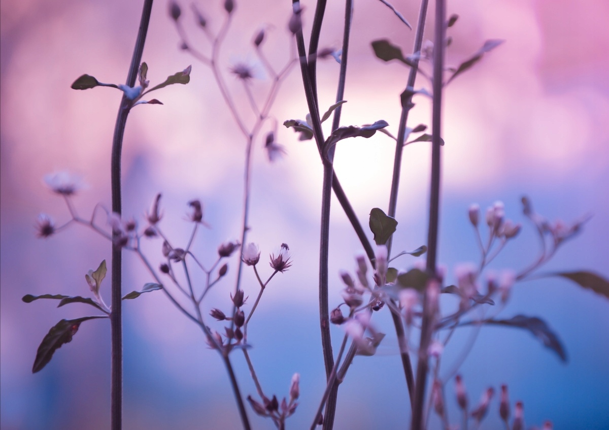 

Tapeta flizelinowa Pąki Fioletowy - 208x146