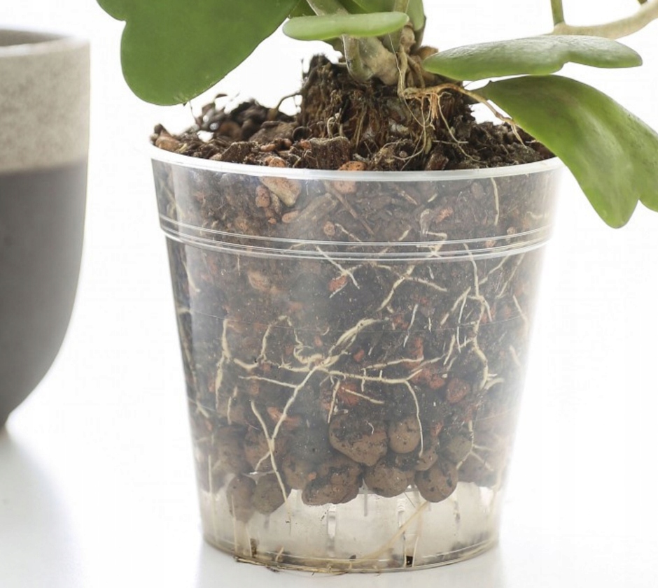 Doniczka plastikowa do storczyk przezroczysta 15cm Kod producenta 5901947516720