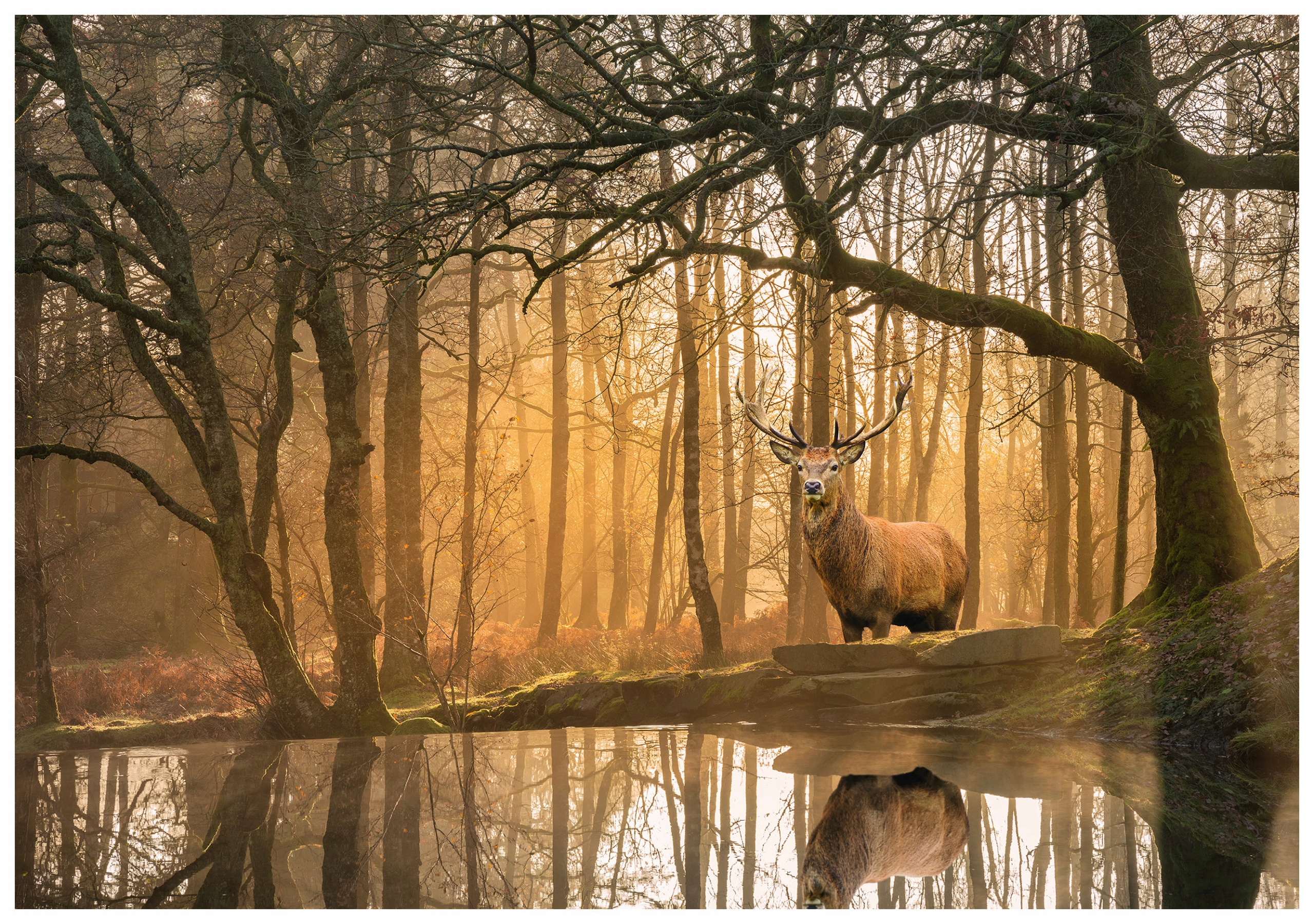 Fototapeta flizelina Jelen ve zlatém lese lesní západ slunce 312x219 lepidlo