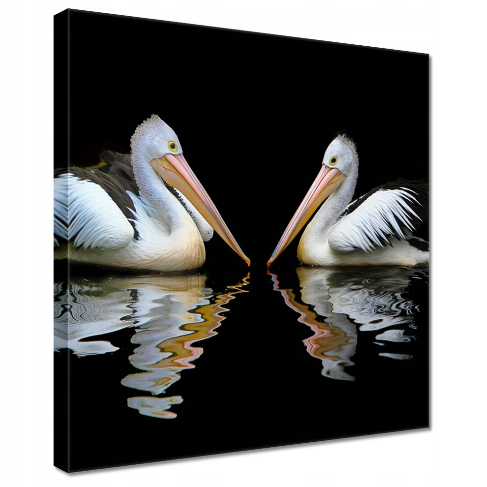 

Obrazy 40x40 Kormorany
