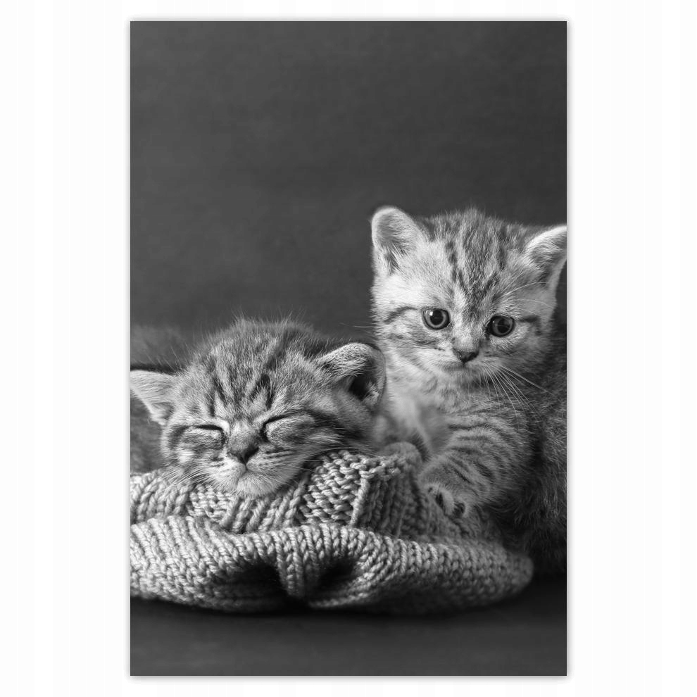 

Plakat 40x60 Kotki Kiciusie Koty Bw